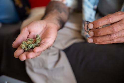 Free Green Kush on a Person's Hand Stock Photo