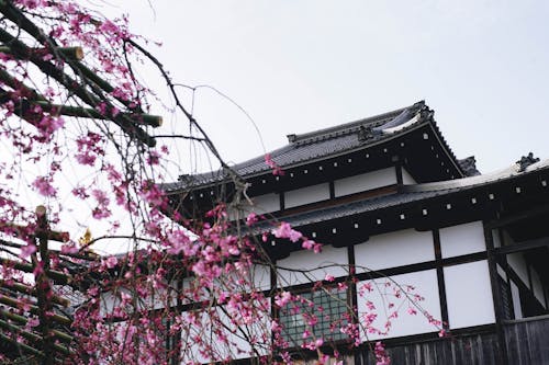 Δωρεάν στοκ φωτογραφιών με sakura, άνθος κερασιάς, αρχαίος