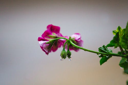 Free Photography of Pink Flowers Stock Photo