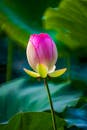 Close-Up Shot of Pink Lotus Flower in Bloom
