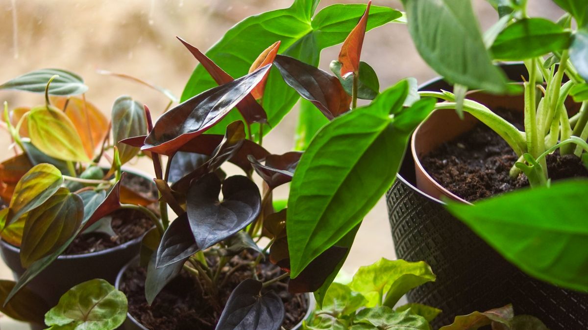 Comment bien choisir ses plantes dintérieur en 2026