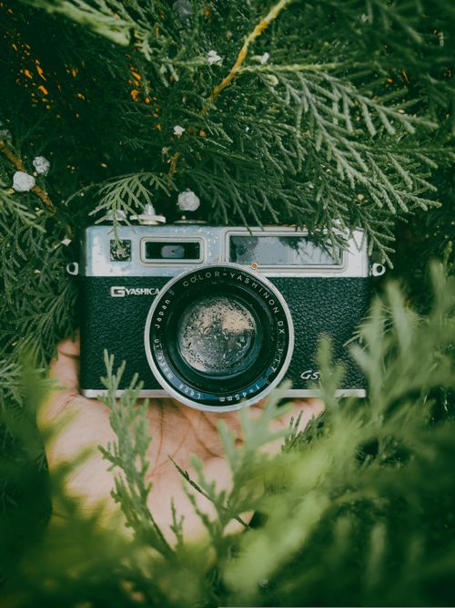 Free A vintage Yashica camera held among lush green foliage, creating a natural aesthetic. Stock Photo