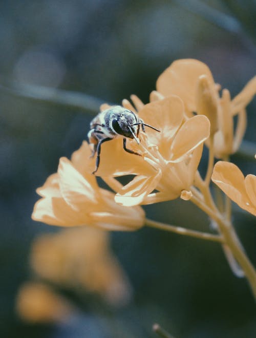 Black and Brown Honey Bee on White Flower