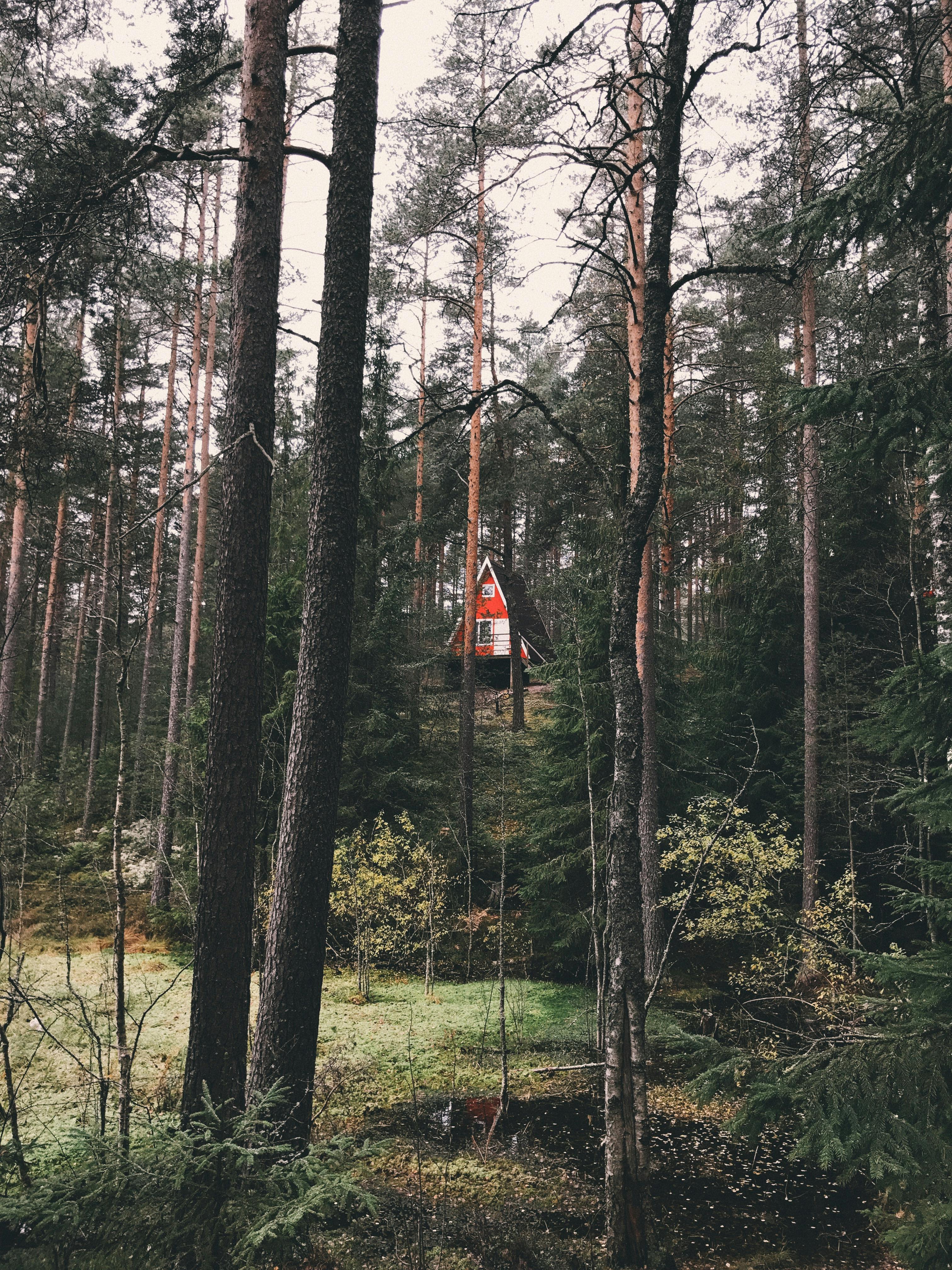 Charming red cabin nestled in a lush forest landscape, perfect for countryside retreats.