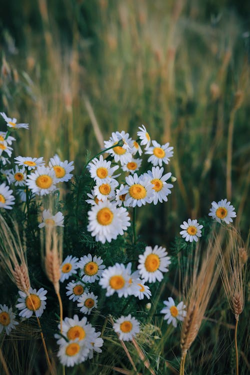 Kostnadsfri bild av äng, arom, blomma