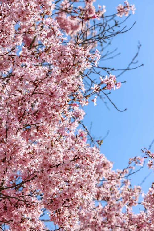 Cherry Blossoms in Bloom