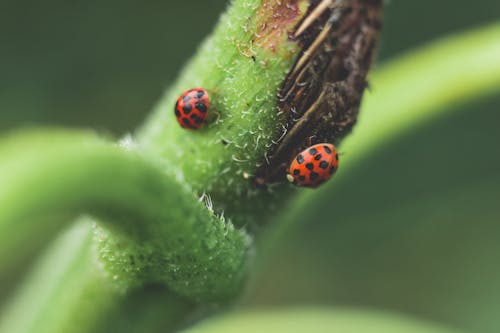 Free Micro Photography of Two Red-and-black Ladybugs Stock Photo