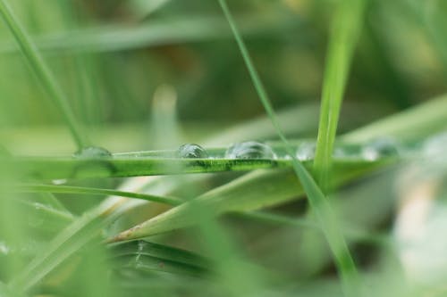 Grünblättrige Pflanze Mit Wasser In Der Fotografie Des Flachen Fokus
