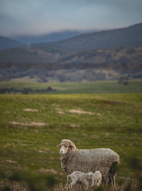 Sheep and Lambs on Grass 