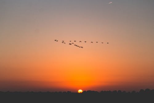 日没, 組成, 鳥の形成の無料の写真素材