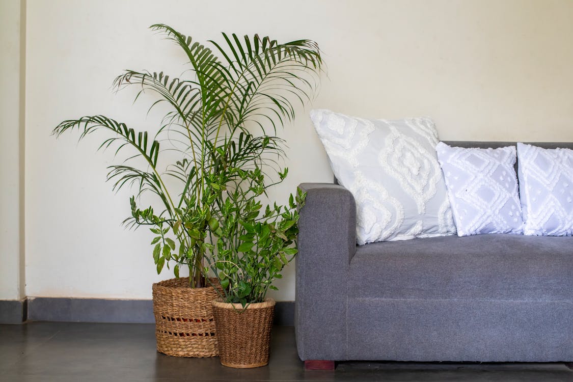 Best Indoor Plants to Liven Up Any Room