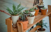 Green Indoor Potted Plant Lot