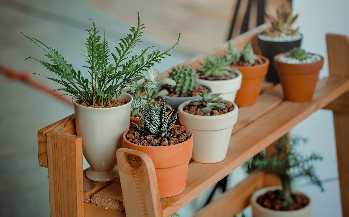 緑の屋内鉢植え植物ロット