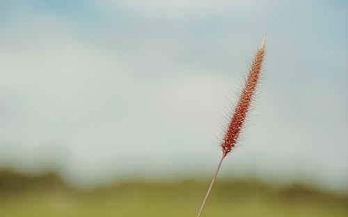 Shallow Focus Photography of Brown Plant