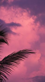 A palm leaf silhouetted against a stunning pink and purple tropical sunset.
