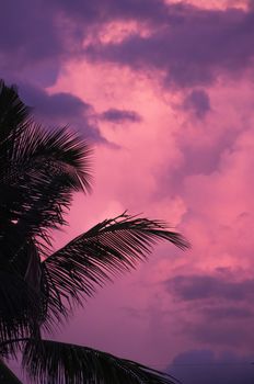 Palm leaves silhouetted against a vibrant pink sky during sunset, creating a serene tropical view.