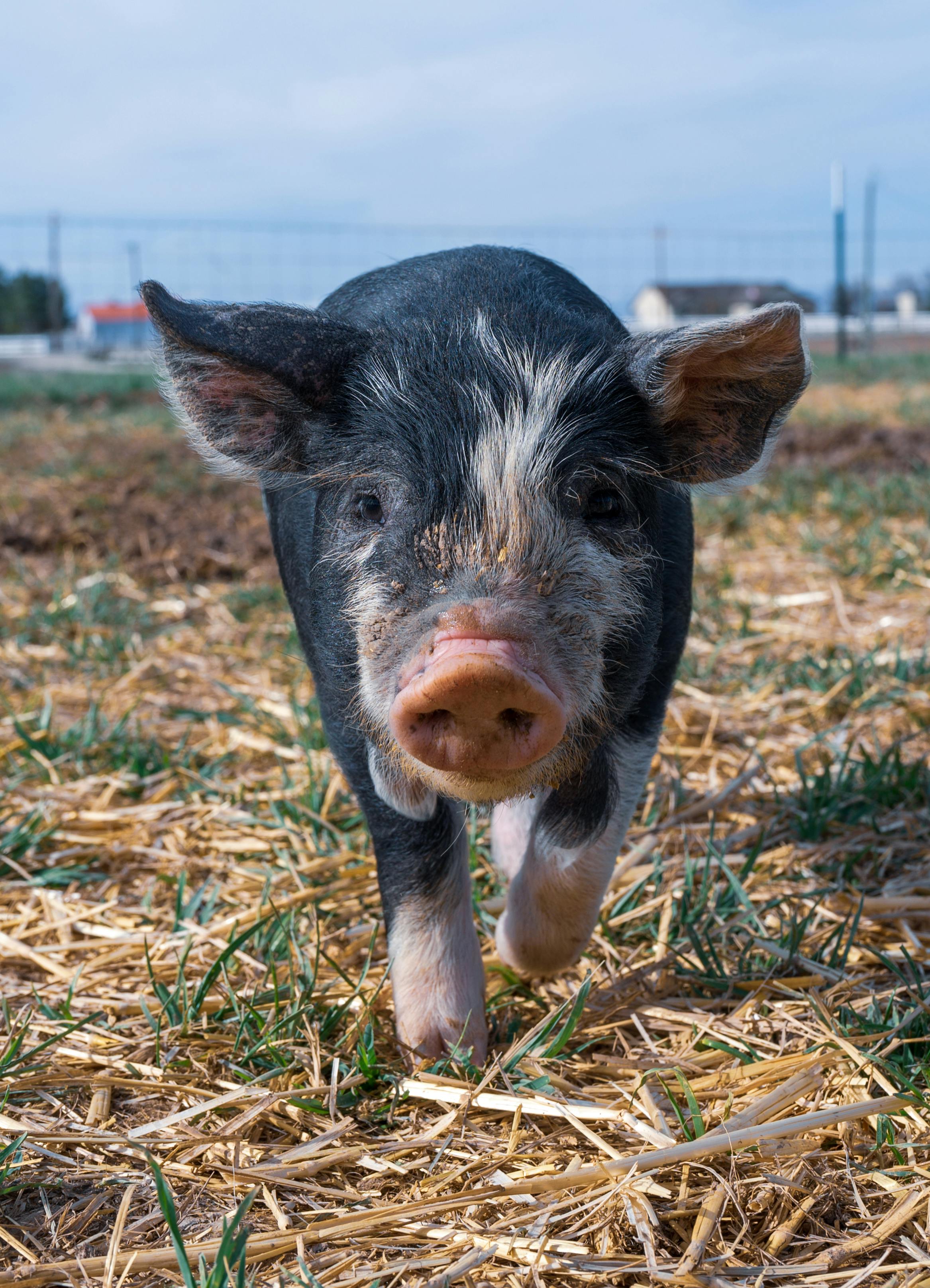 domestic piglet grazing in countryside