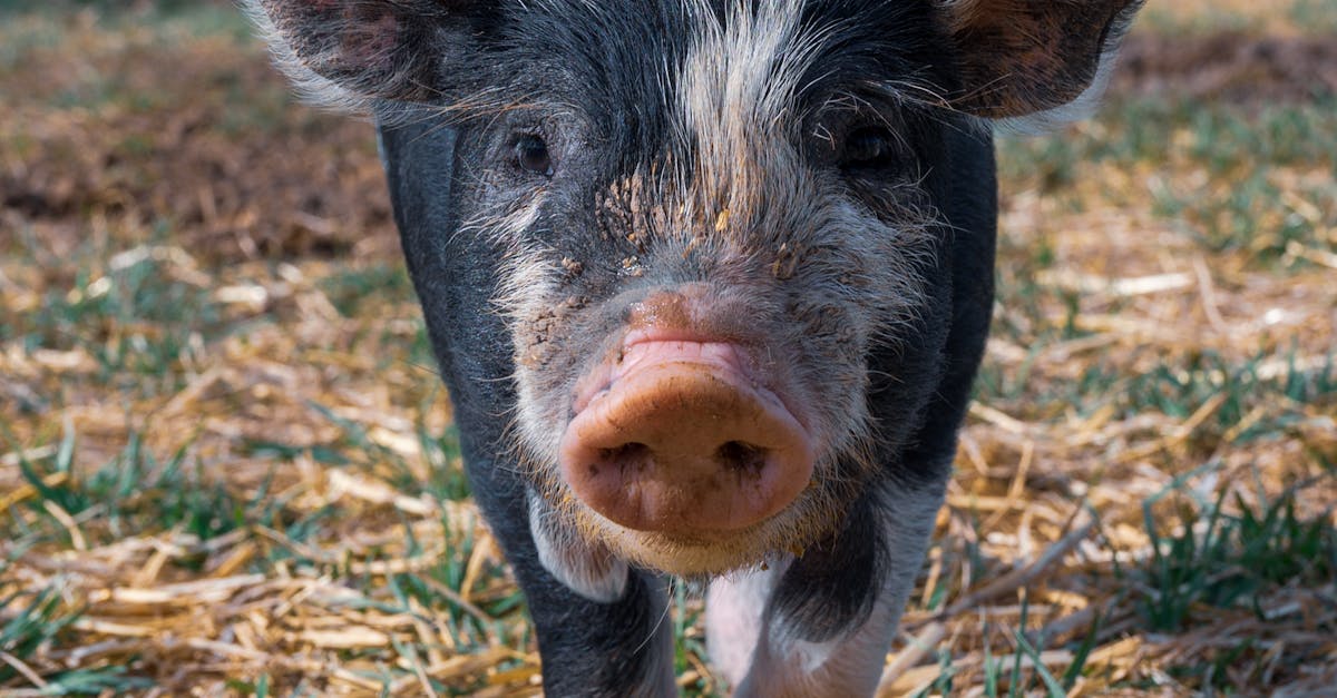 Cerdo negro mini con manchas blancas caminando en el campo y mirando a la cámara contra las casas en el campo a la luz del día.