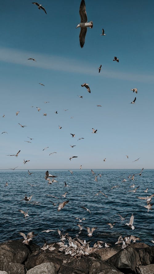 deniz, dikey atış, kanatlar içeren Ücretsiz stok fotoğraf