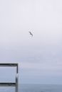 White bird Flying in the Sky