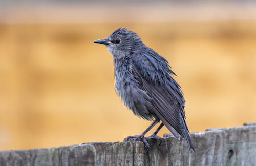 Foto stok gratis bangsa burung, berbayang, bertengger