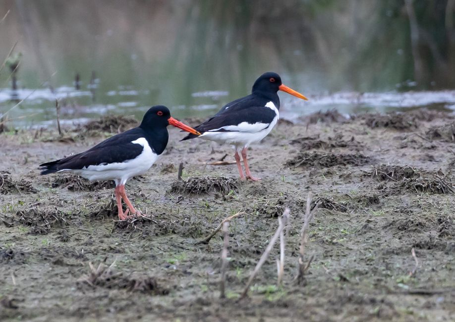 Two oystercatchers standing in muddy wetlands, showcasing their distinctive plumage.