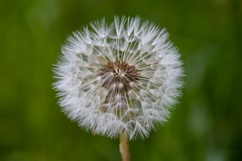 Close Up Photography of Common Dandelion