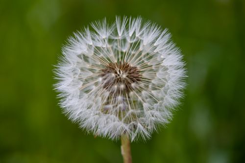 Free Macro shot of a dandelion against a blurred green background showing delicate fluff. Stock Photo