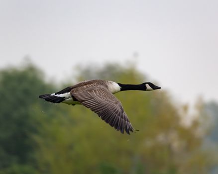 A Canadian goose glides gracefully in flight over a vibrant, verdant backdrop.