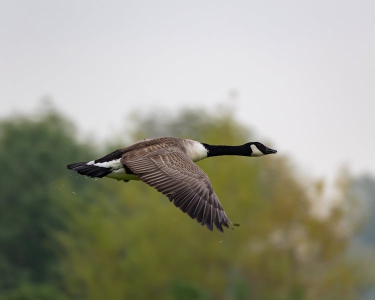 Black And Brown Duck Flying