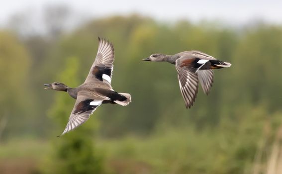 Photo of Birds Flying