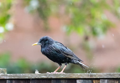 Close-up of a wet starling perched on a wooden fence during rain, showcasing its sleek plumage.