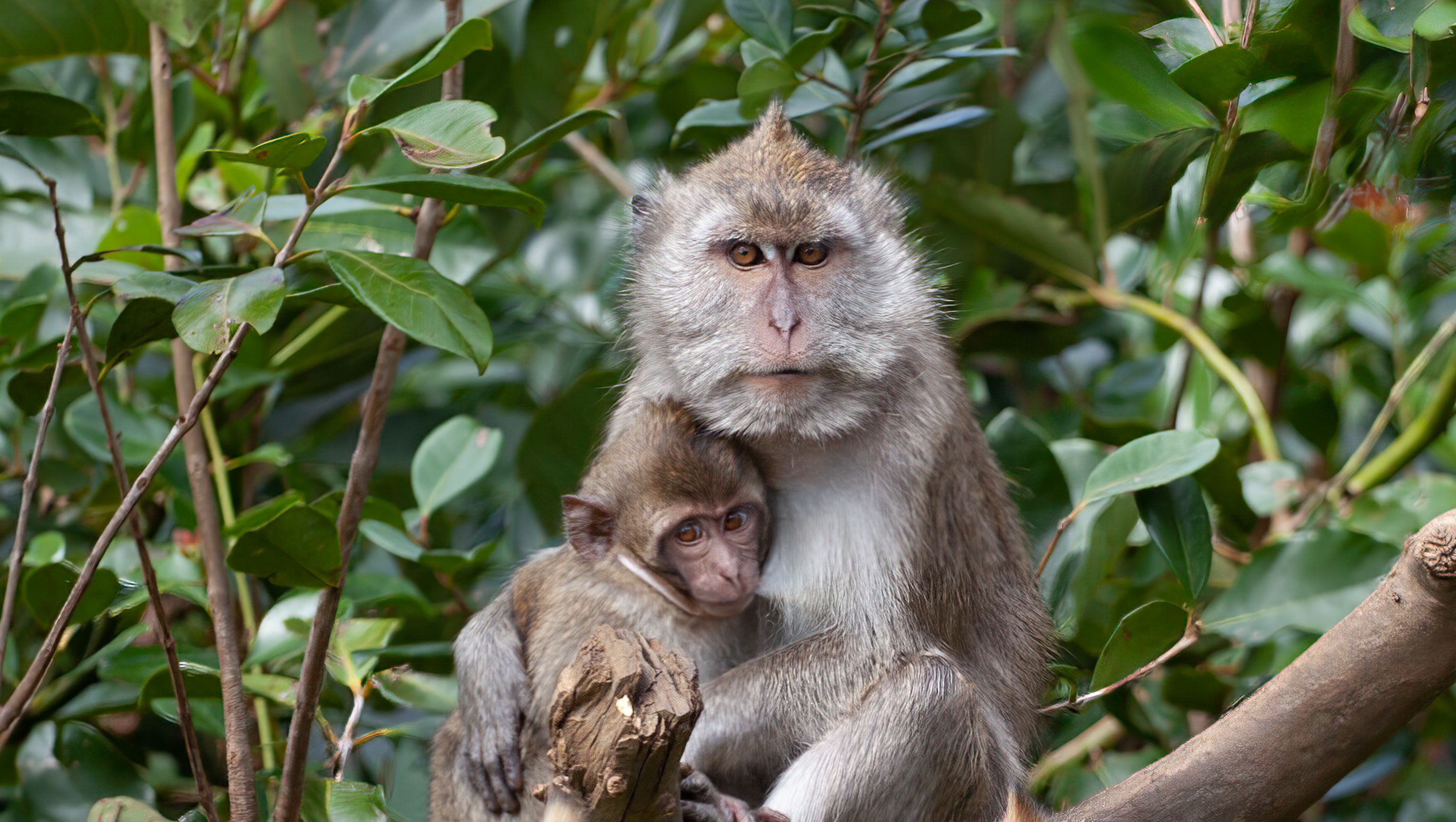 Grey and White Monkeys Sitting Near Tree · Free Stock Photo