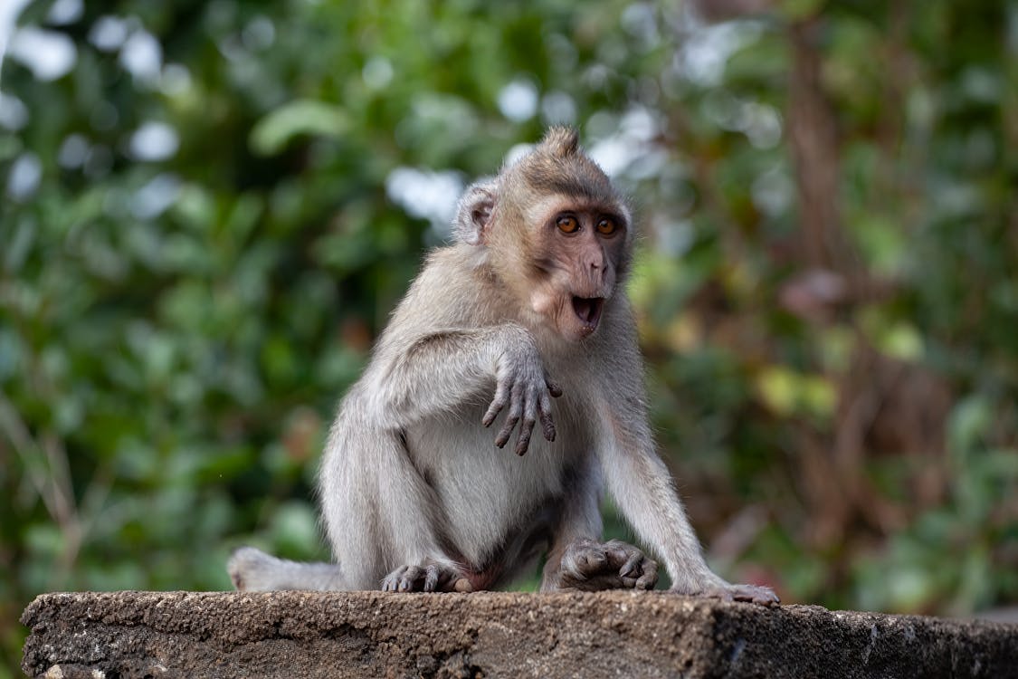 Foto profissional grátis de animais selvagens, animal, fechar-se