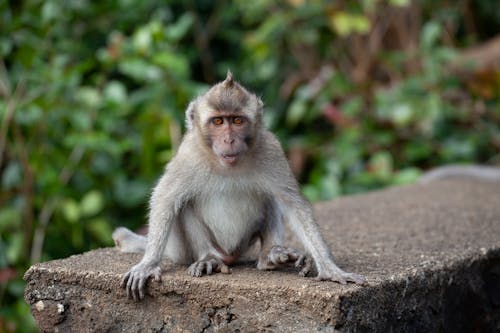 Brown Monkey Sitting on Brown Rock
