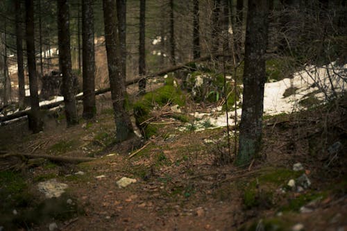 Free Green Forest Stock Photo