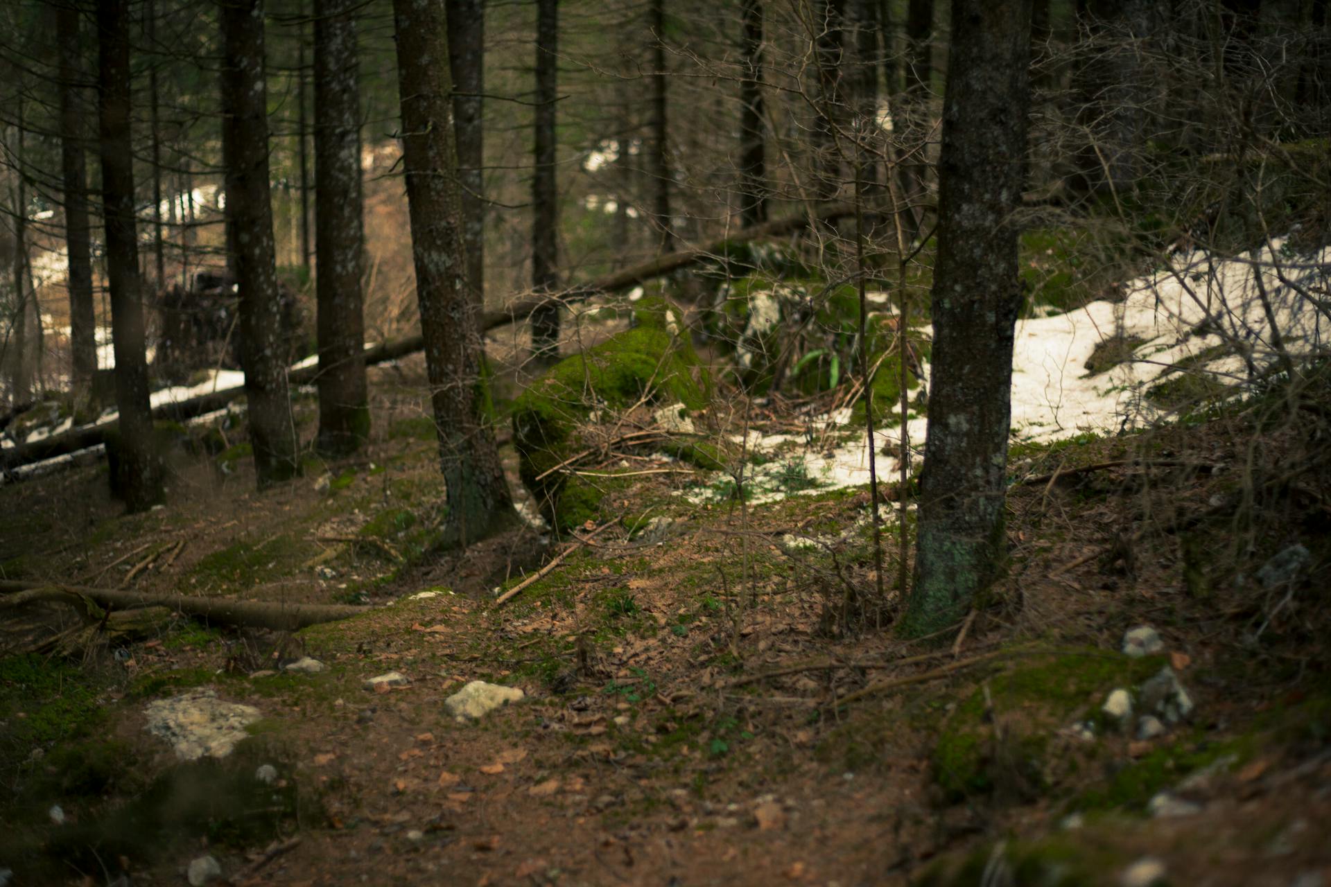 Green Forest