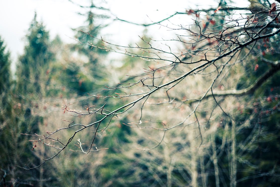 Photography of Tree Branch