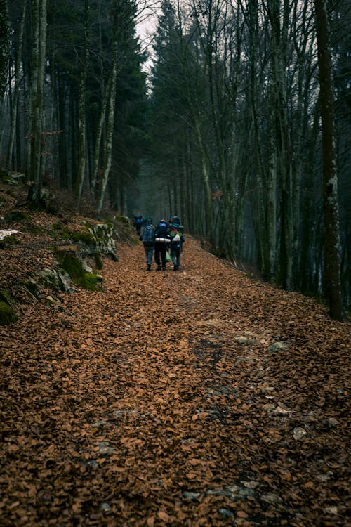Группа туристов, идущих посреди леса во время заката