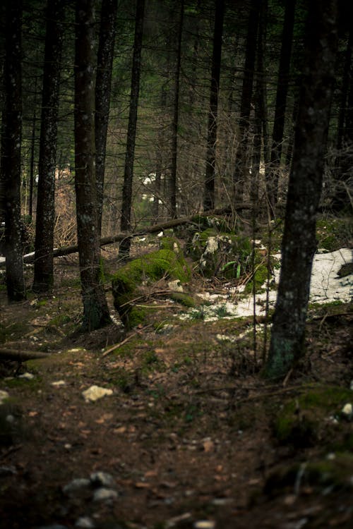 免費 樹林中間的苔蘚覆蓋的石頭 圖庫相片