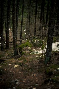 Explore a tranquil winter forest with moss-covered rocks and snow patches in this scenic nature photograph.