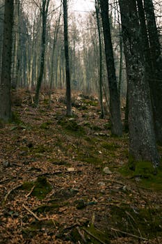 云雾森林宁静之美，树木高耸，灌木丛繁茂