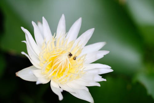Kostnadsfri bild av näckros, vit blomma, vita blommor