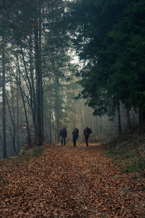 Три человека идут по тропе, покрытой засушенными листьями, в окружении деревьев