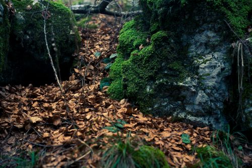 Free Serene forest scene with mossy rocks and fallen leaves, showcasing natural tranquility. Stock Photo