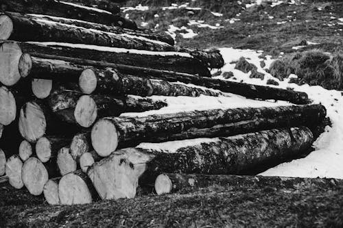 Foto In Scala Di Grigi Di Tronchi Di Legno Accatastati