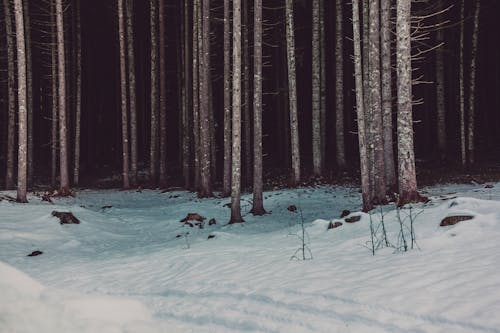 Free Photo of Woods Near Snow Stock Photo