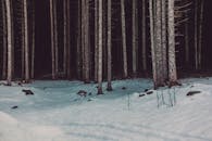 冬季森林的景色迷人，白雪覆盖着地面，高大的树木耸立其间