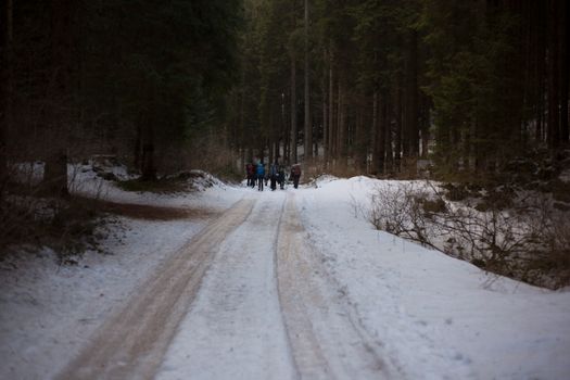 冬日里，一群徒步旅行者沿着白雪皑皑的森林小径前行，四周环绕着高大的树木