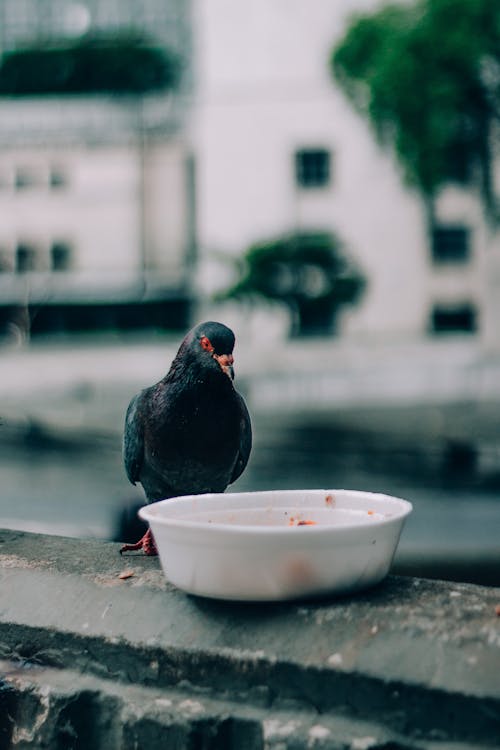 Dove with black plumage sitting on stone border near plate of food in city